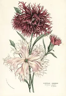 China pink, Dianthus chinensis, varieties