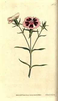 Carnation Prints: China pink or Indian pink, Dianthus chinensis