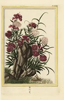 Precieuse Prints: China Pinks, Dianthus chinensis