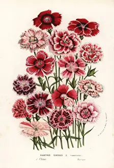 China pinks, Dianthus chinensis