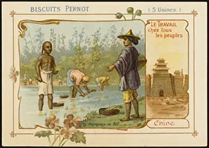 China - Rice Planting