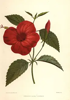 Plates Prints: China rose or Chinese hibiscus, Hibiscus rosa-sinensis