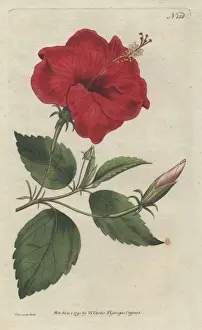China-rose hibiscus, Hibiscus rosa sinensis