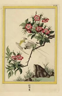 China rose, Hibiscus rosa-sinensis