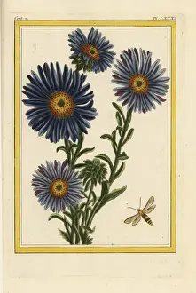 Curieuses Prints: China star, Callistephus chinensis
