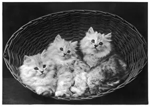 Cats Collection: Three Chinchilla Kittens