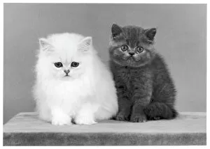 Kittens Collection: Chinchilla & Shorthair