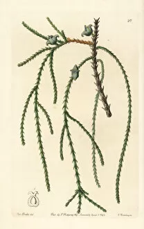Edwards Gallery: Chinese arborvitae, Platycladus orientalis