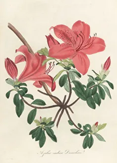 Volume 1 Prints: Chinese azalea, Rhododendron indicum