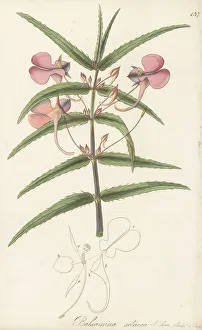 Bangladesh Prints: Chinese balsam, Impatiens chinensis