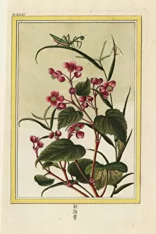 Michel Gallery: Chinese begonia, Begonia species