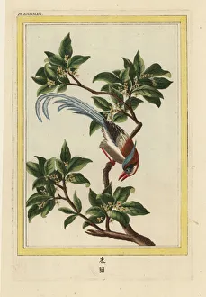 Enluminee Gallery: Chinese buckthorn, Frangula alnus