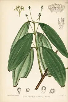 Cinnamon Prints: Chinese cinnamon or cassia, Cinnamomum cassia