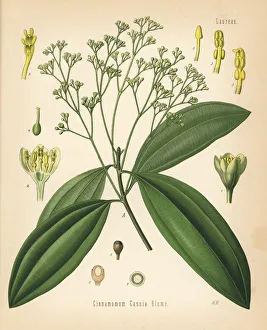 Adolph Gallery: Chinese cinnamon, Cinnamomom cassia