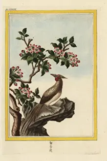Precieuse Prints: Chinese crabapple, Malus prunifolia