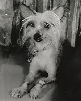 Crested Prints: Chinese crested dog Date: 1950s