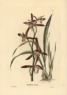 Cymbidium Prints: Chinese cymbidium orchid, Cymbidium sinense