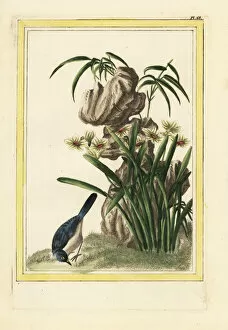 Enluminee Gallery: Chinese daffodil, Narcissus tazetta