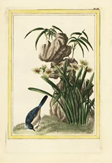 Lily Gallery: Chinese daffodil, Narcissus tazetta
