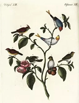 Bilderbuch Collection: Chinese dwarf sparrows and vervain hummingbird