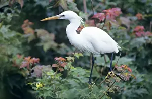Wader Prints: Chinese egret