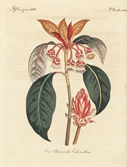 Carl Bertuch Prints: Chinese enkianthus, Enkianthus quinqueflorus