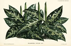 Chinese evergreen, Aglaonema pictum