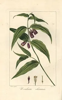 Pancracebessa Prints: Chinese fairy bells, Disporum cantoniense, native to China