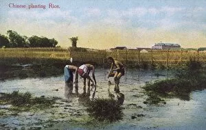 Chinese farmers planting rice in a paddy field