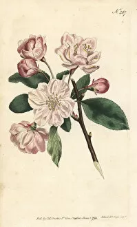Flowering Gallery: Chinese flowering apple, Malus spectabilis