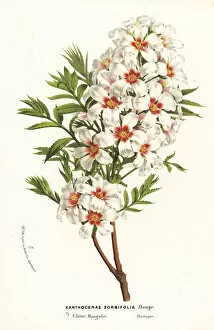 Chestnut Gallery: Chinese flowering chestnut, Xanthoceras sorbifolia