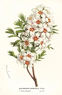 Chestnut Prints: Chinese flowering chestnut, Xanthoceras sorbifolia