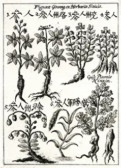 1690 Prints: Chinese ginseng plants