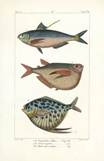 Maculata Gallery: Chinese gizzard shad, silver hatchetfish and moonfish