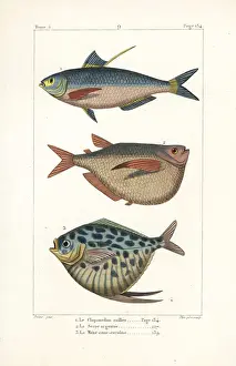 Lacepede Prints: Chinese gizzard shad, silver hatchetfish and moonfish