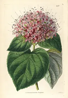 Ornamental Prints: Chinese glory bower, Clerodendrum chinense