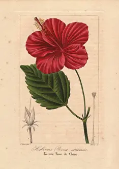 Chinese hibiscus, Hibiscus rosa sinensis