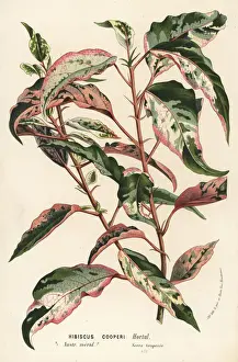 Chinese hibiscus, Hibiscus rosa-sinensis