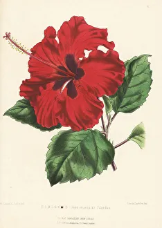 Nurseryman Prints: Chinese hibiscus, Hibiscus rosa-sinensis