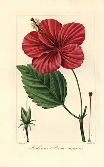 Botanicalillustration Prints: Chinese hibiscus, Hibiscus rosa sinensis, native