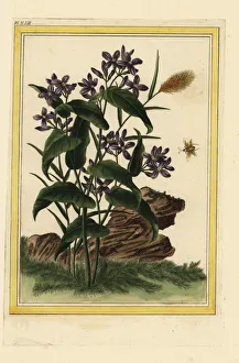 Annua Gallery: Chinese honesty, Lunaria annua