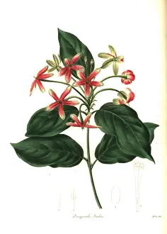 Indica Prints: Chinese honeysuckle, Combretum indicum