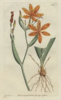 Chinese ixia, Belamcanda chinensis