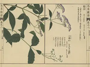 Illustratedguidetomedicinalplants Prints: Chinese, Japanese and Sakhalin snakeroot