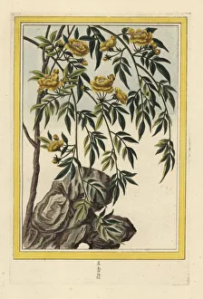 Enluminee Gallery: Chinese jasmine with double yellow flowers