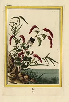 Enluminee Gallery: Chinese knotweed, Persicaria orientalis