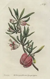 Williamcurtis Prints: Chinese lantern or cape aitonia, Nymania capensis