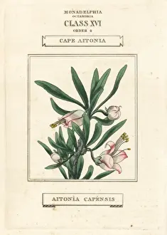 Capensis Prints: Chinese lantern, Nymania capensis
