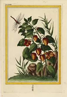 Fleurs Collection: Chinese lantern, Physalis alkekengi