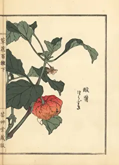 Gardenflower Prints: Chinese lantern plant, Physalis alkekengi